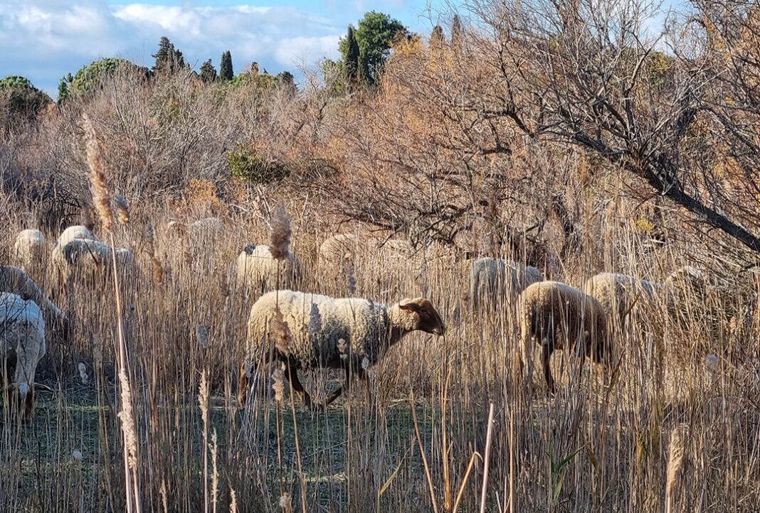 Pénurie d'eau dans les P-O - Communiqué EELV Pyrénées catalanes
