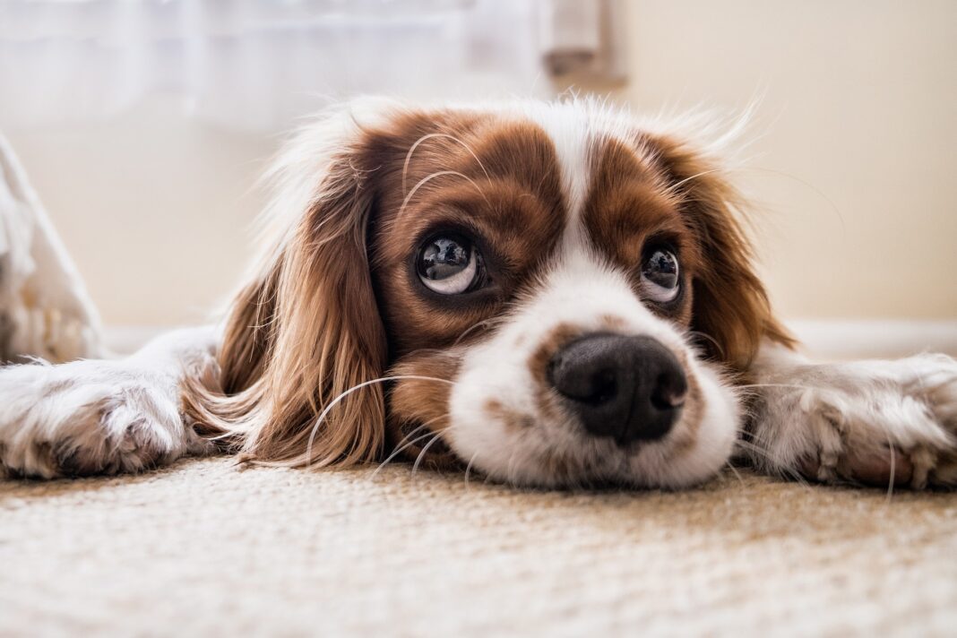 Comment faire garder son animal pendant les vacances Comment faire garder son animal pendant les vacances