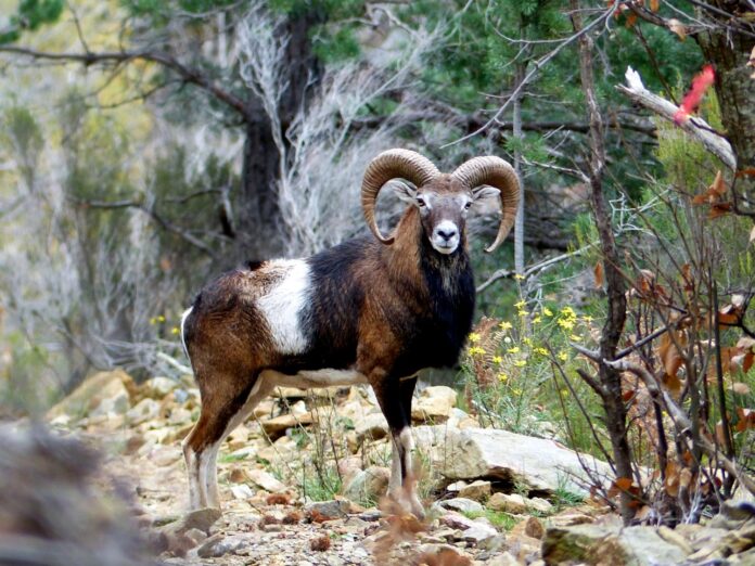 Biodiversité dans les Albères et le Vallespir