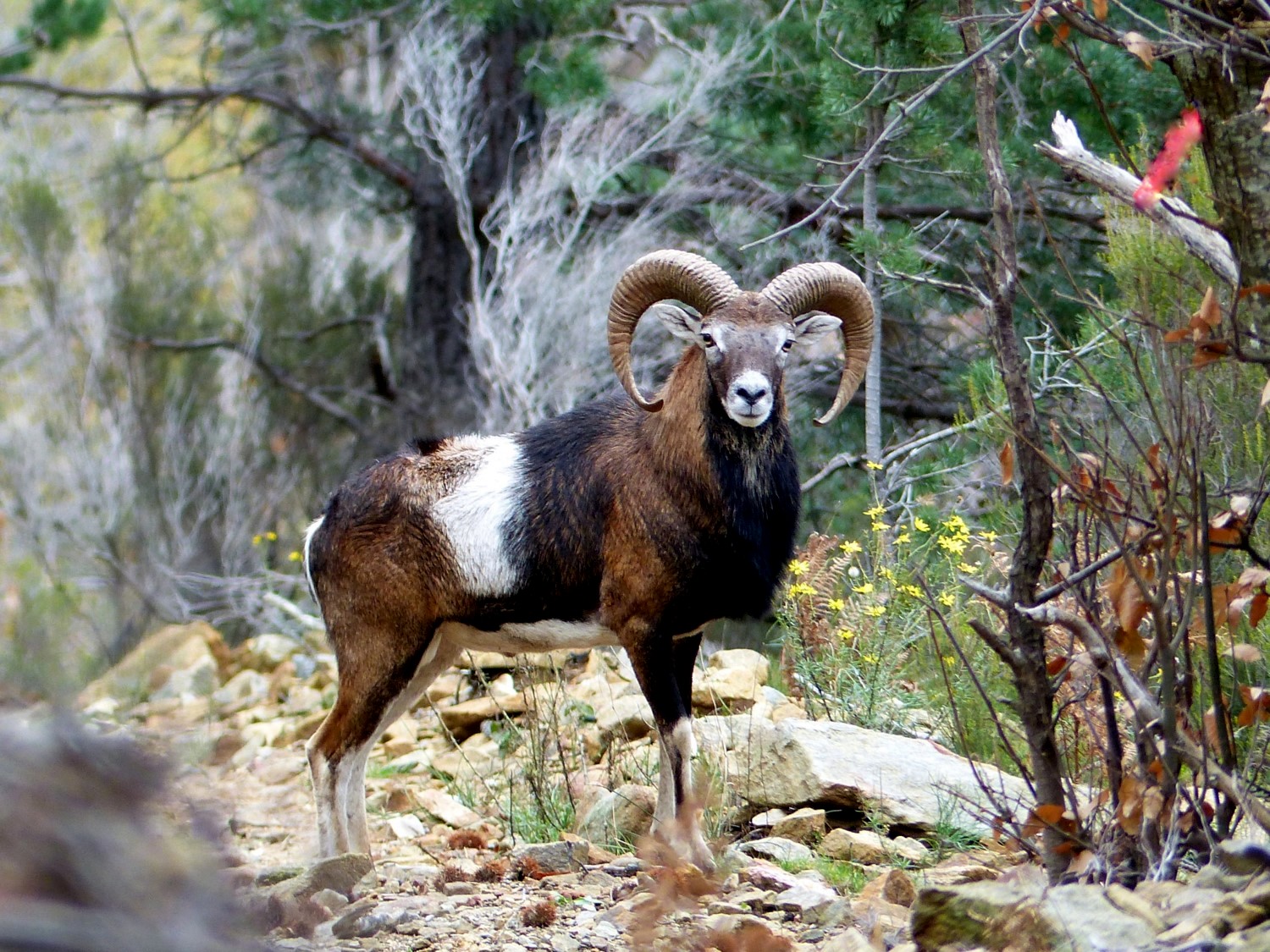 Biodiversité dans les Albères et le Vallespir