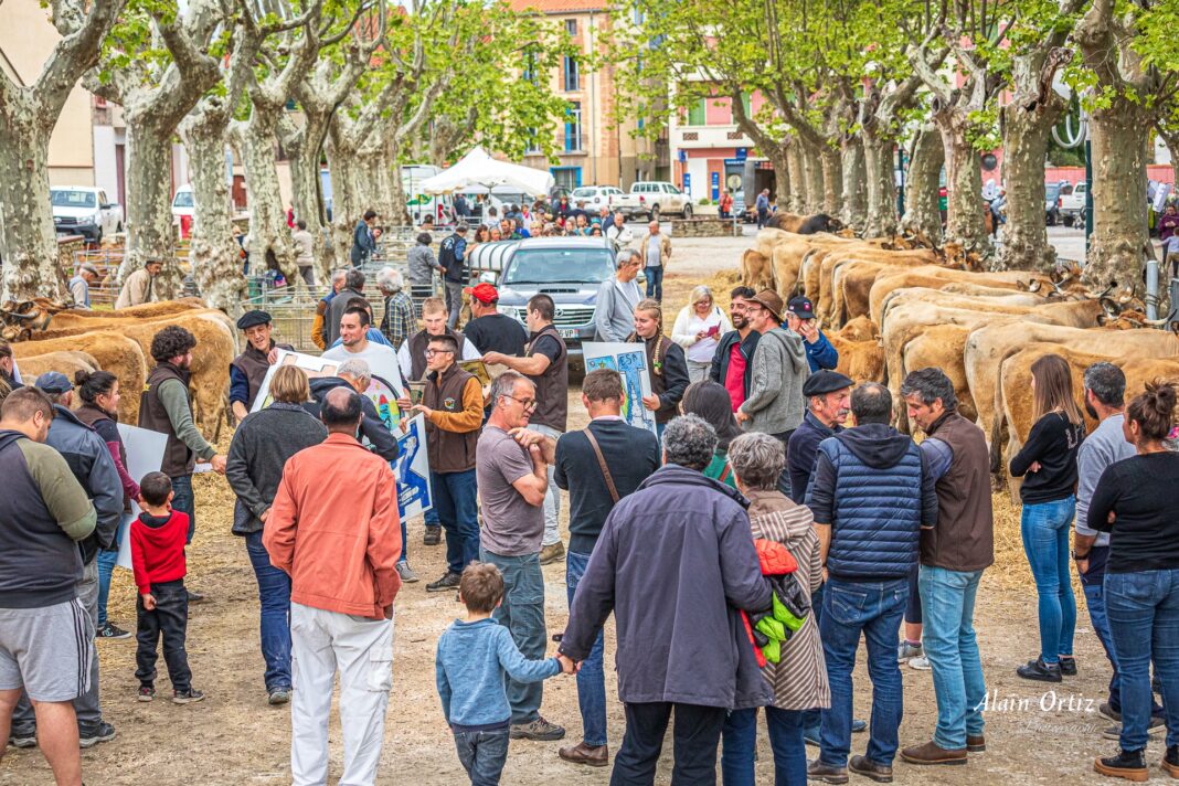22 Fête élevage Vinça 30 04 2022 Alain Ortiz _OTZ8274