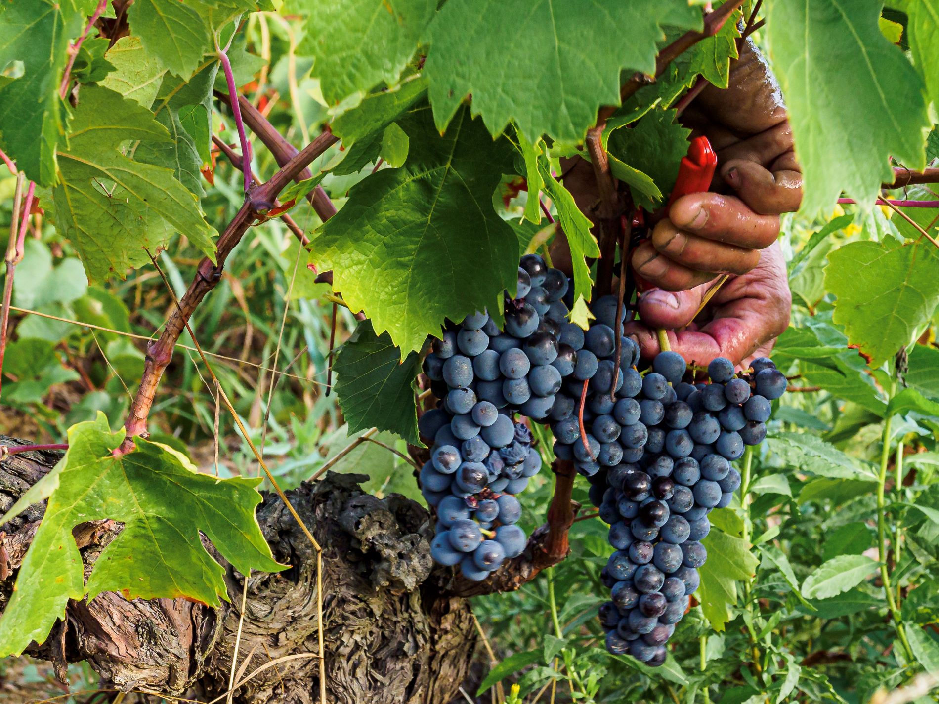 Exposition sur la vigne et le vin à Pollestres
