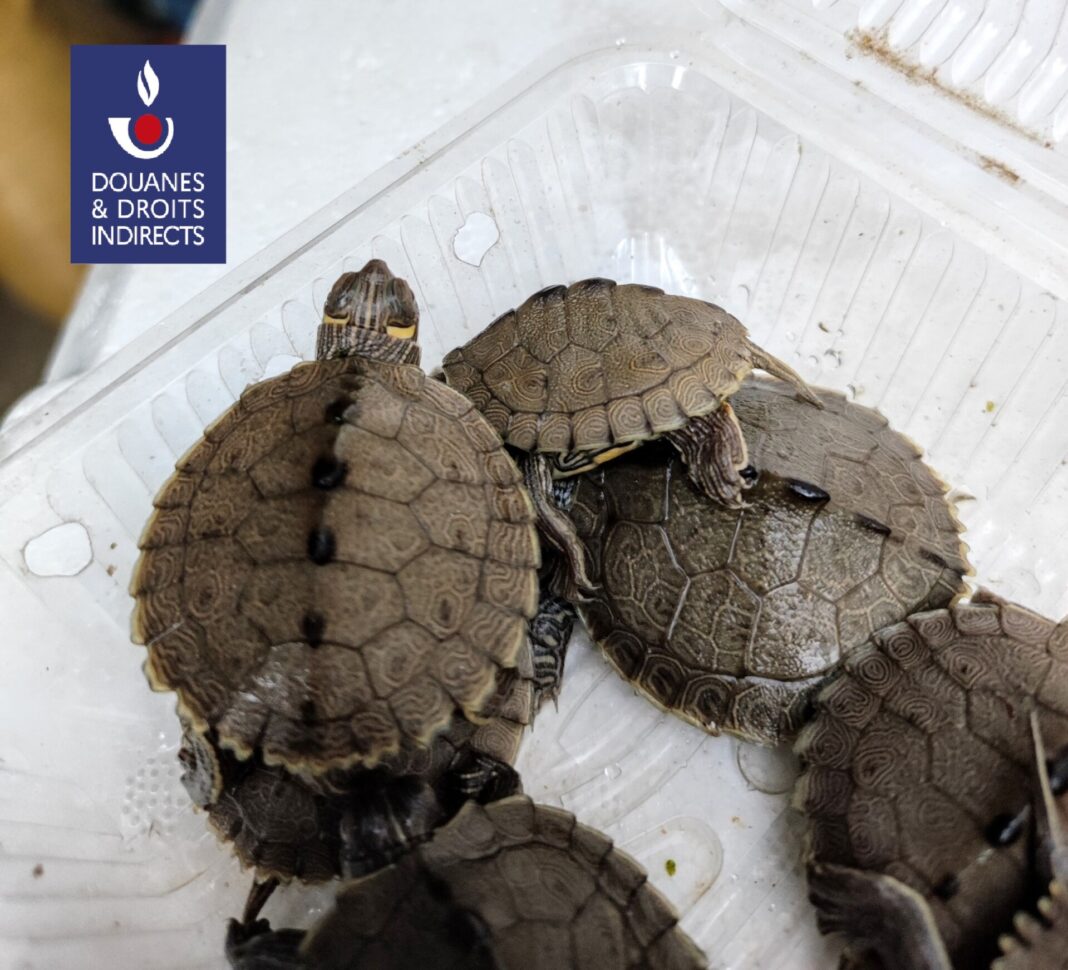 Log R Tortues Graptemys Saisie exceptionnelle d’espèces animales protégées par la Convention de Washington par les douaniers de Bourg-Madame