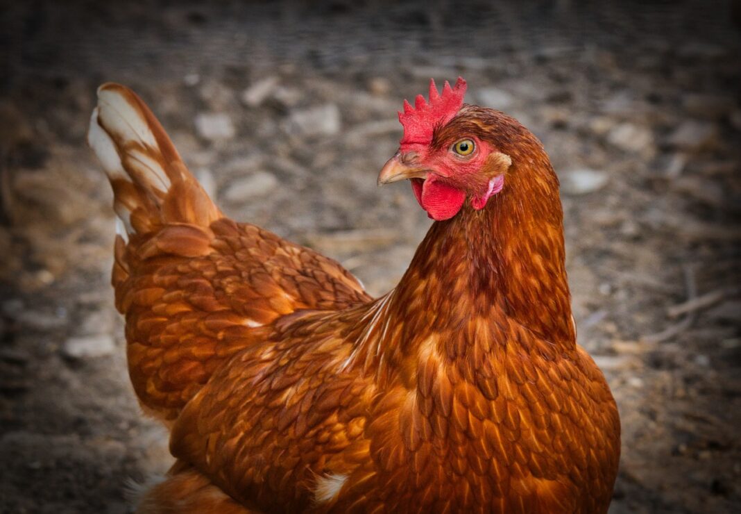 Poule distributions de poules pondeuses BIO à PI