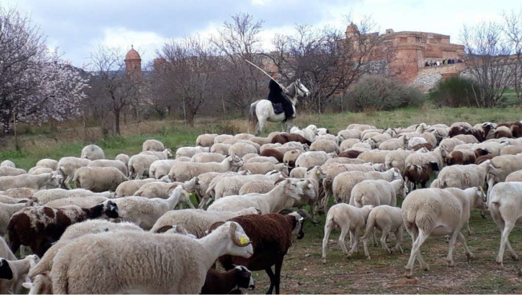 CP_Forteresse de Salses MOUTONS NOVEMBRE 2023-5