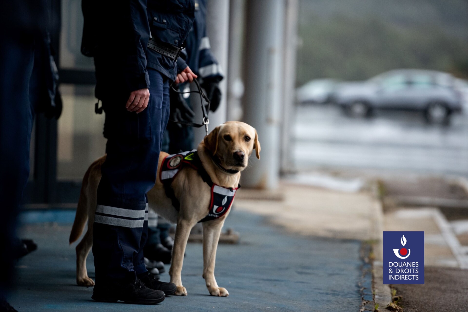 es deux chiens reniflent du cannabis dans un camion : 238,5 kg de pollen de cannabis saisis par les douaniers de Port-Vendres