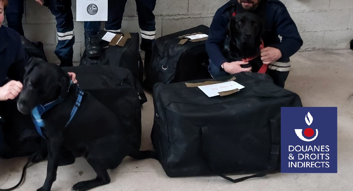 es deux chiens reniflent du cannabis dans un camion : 238,5 kg de pollen de cannabis saisis par les douaniers de Port-Vendres