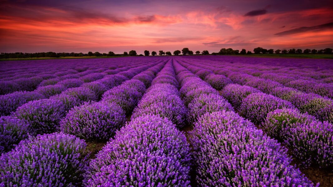 Ce village français où l'air est naturellement parfumé toute l'année Ce village français où l'air est naturellement parfumé toute l'année