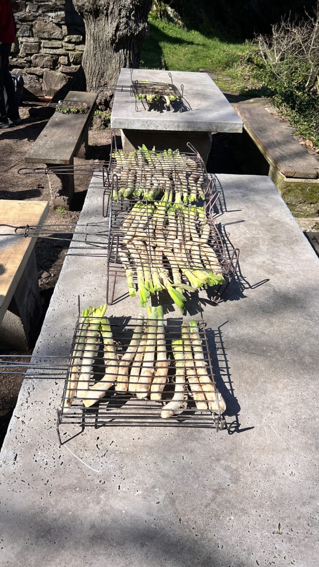 Les calçots attendent de passer au grill